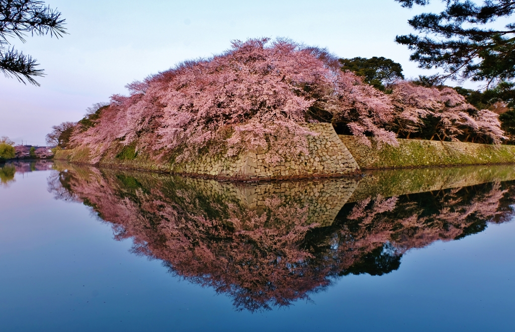 映る濠端桜花