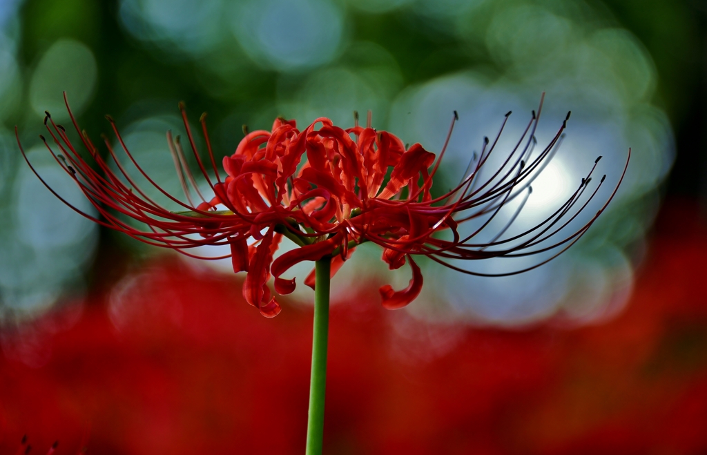 Red spider lily