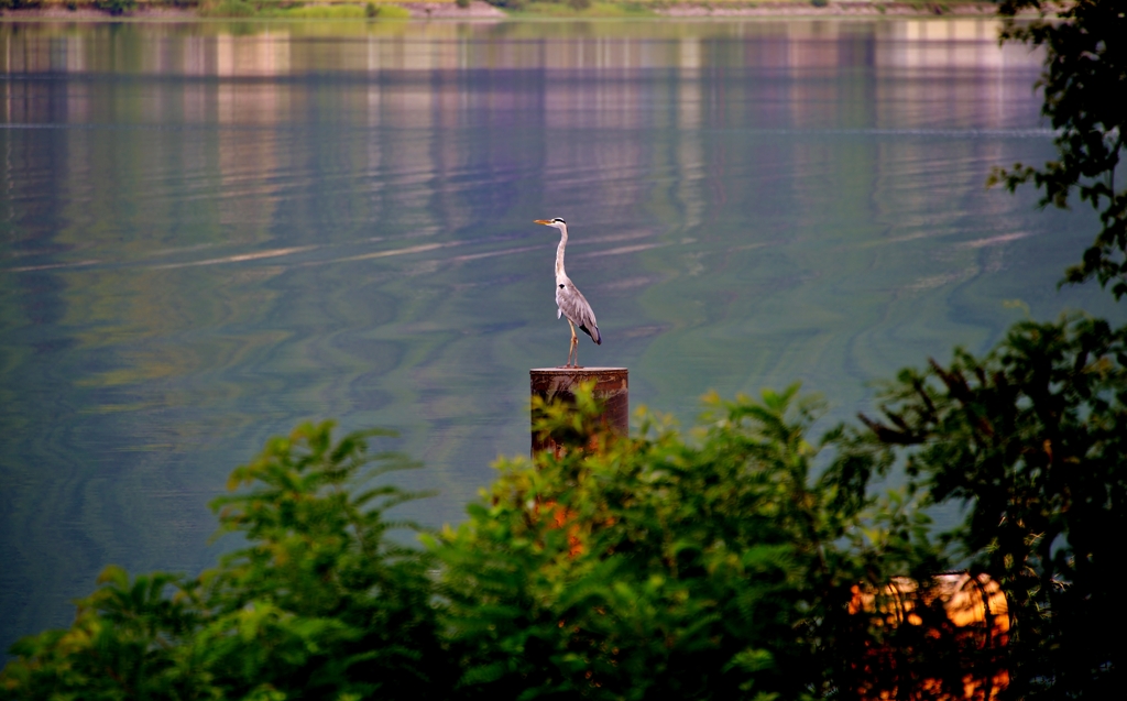湖畔の鳥