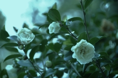 寒椿