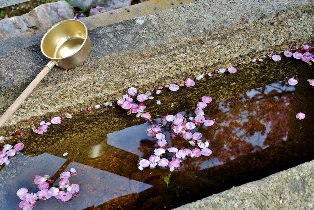 手水花びら