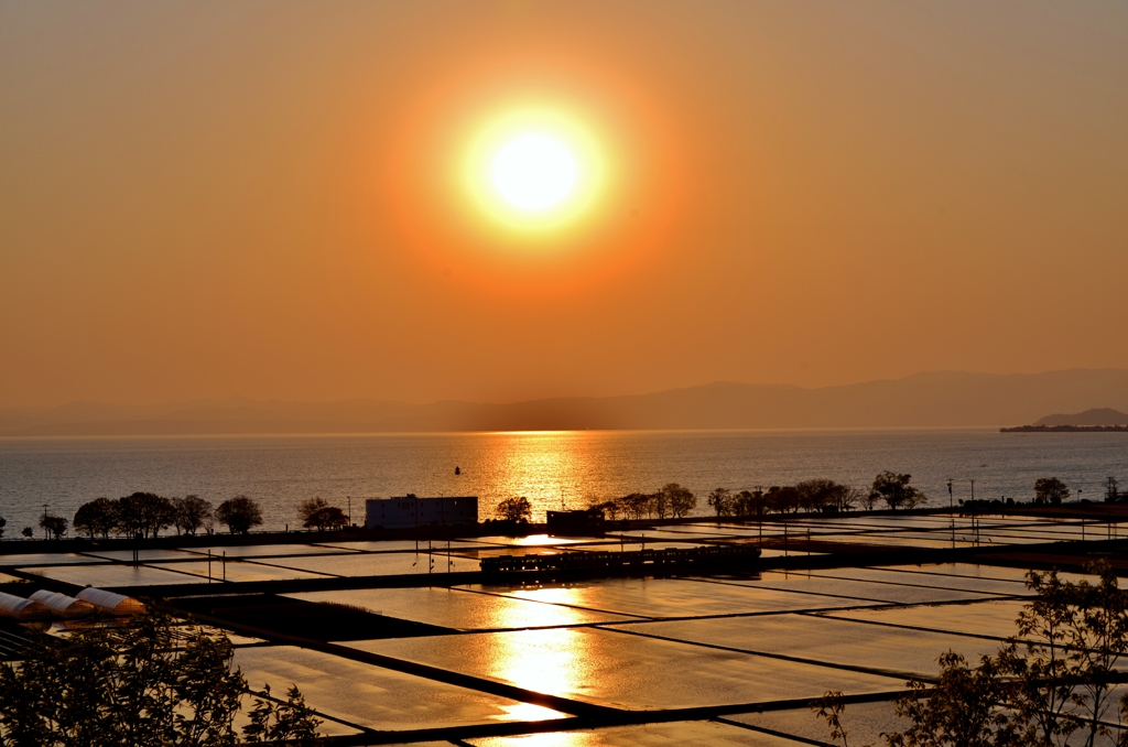 湖辺水田夕日