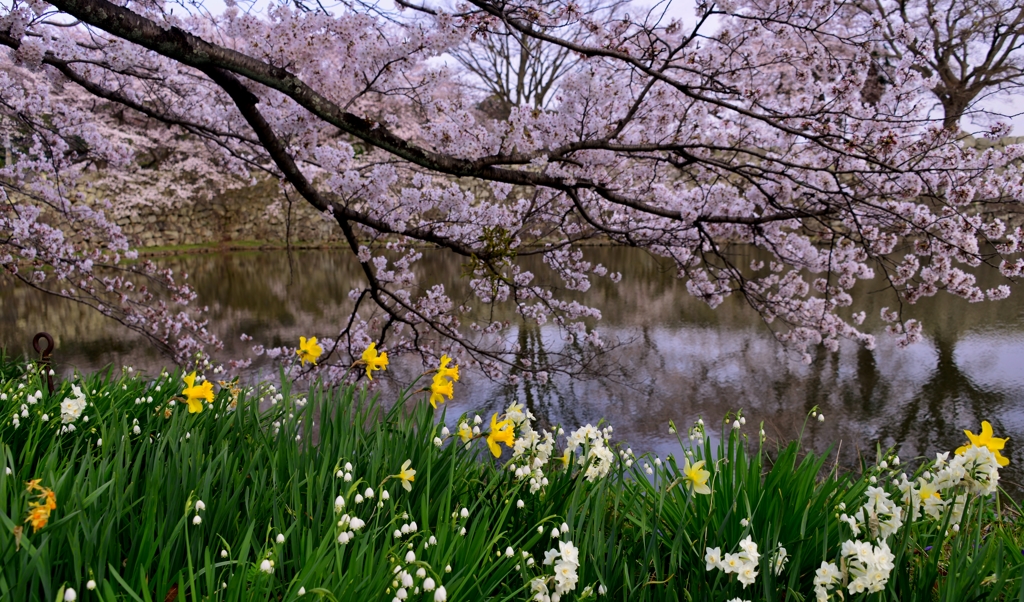 堀端の花