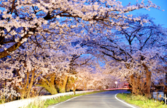 暁の桜トンネル