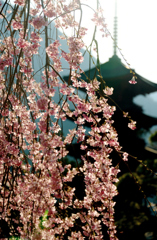 久遠寺枝垂れ桜