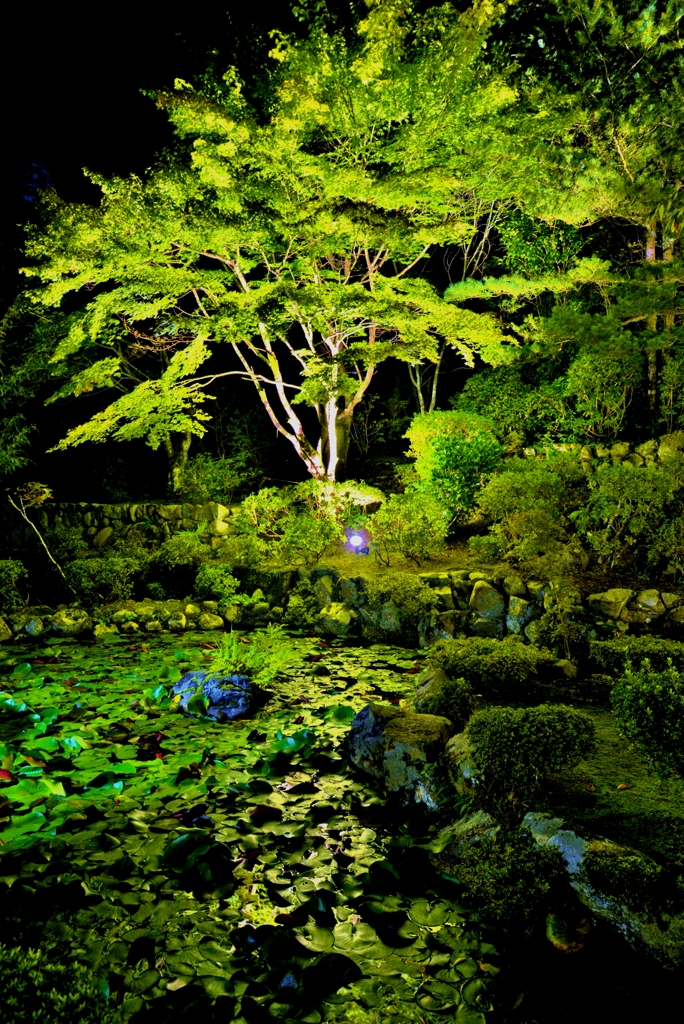 寺あかり・高源寺　5-4