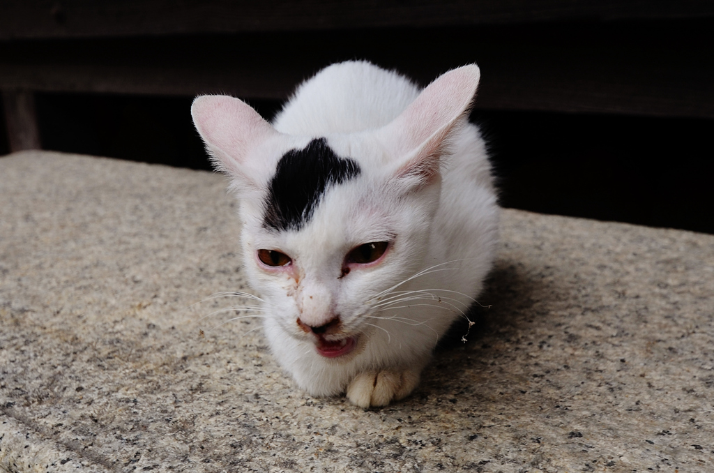 兎のような猫