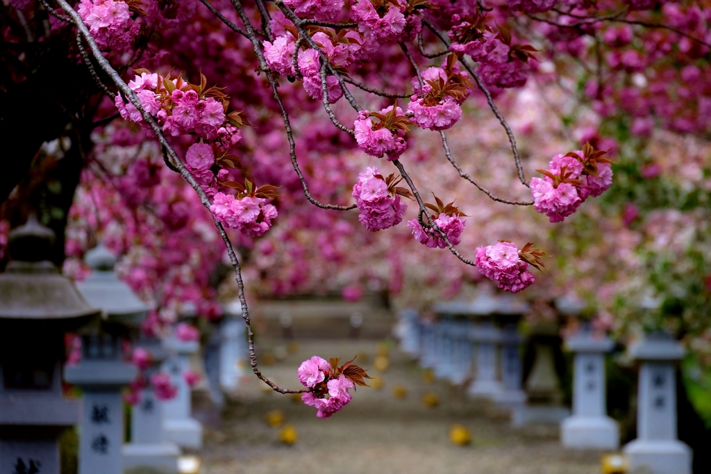 八重桜参道