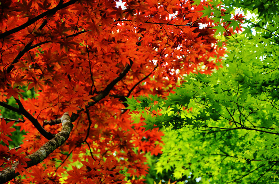 新緑なのに何故赤い