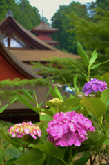 長命寺の紫陽花　
