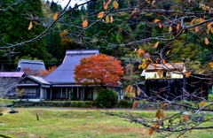 晩秋の里山