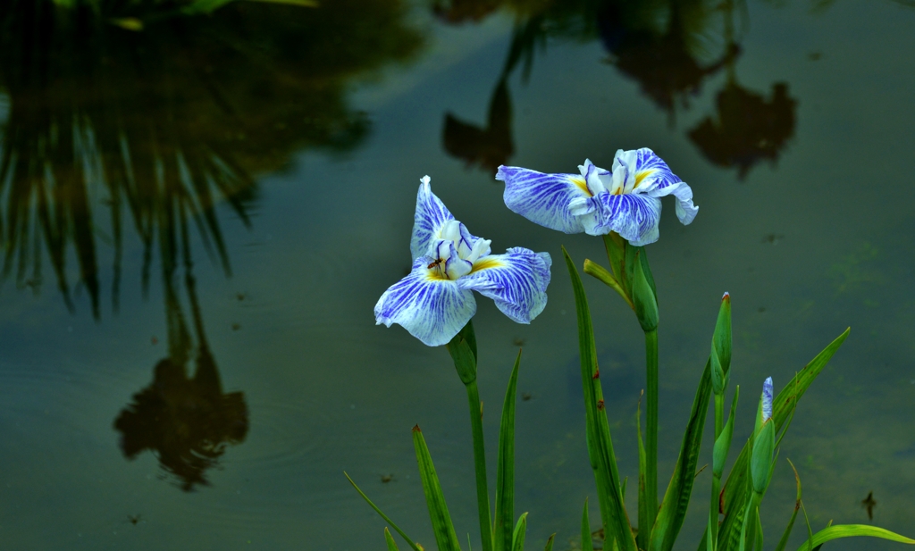 花容