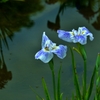 花容