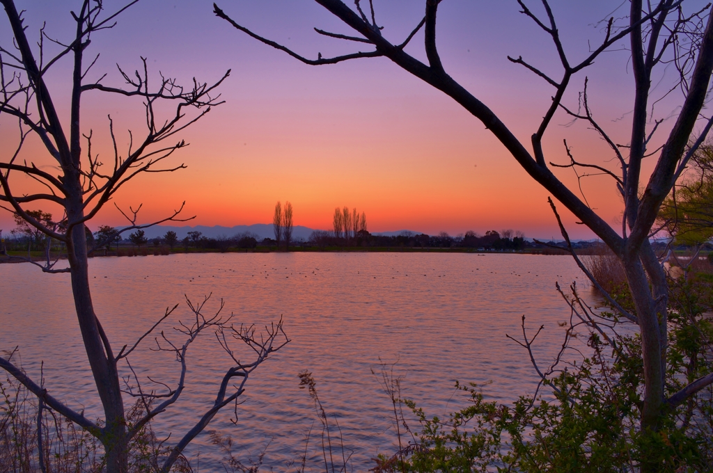 野田沼夕暮れ