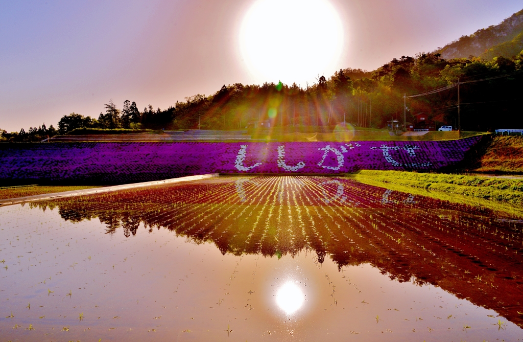 田園の芝桜　3-3