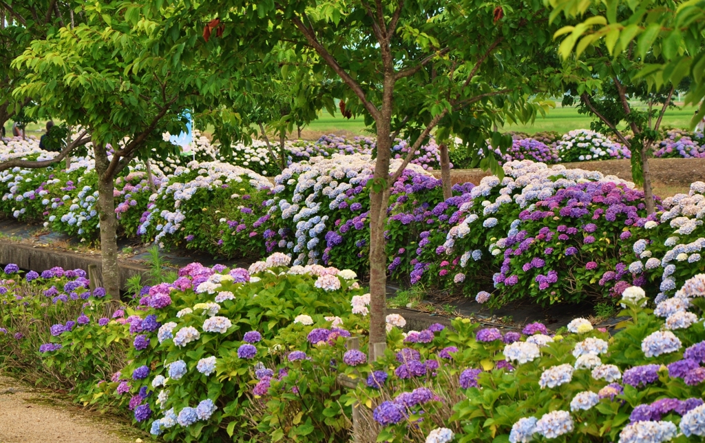 宮荘川の紫陽花　Ⅱ