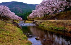 鮎河の桜　5-5