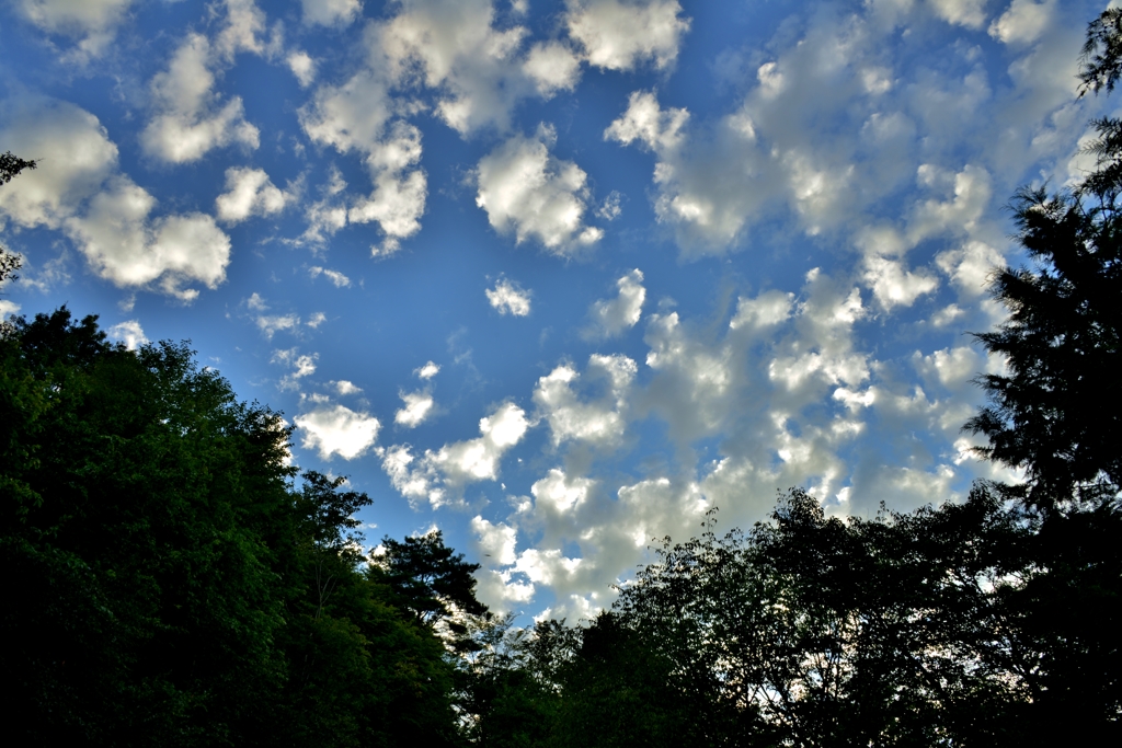 ひつじ雲