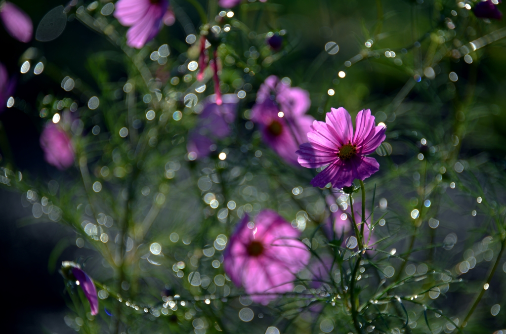 Cosmos
