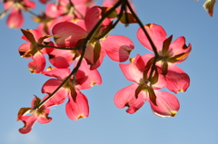 Dogwood