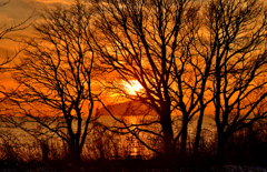 夕日の樹影