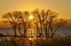 水中木・樹影の夕日