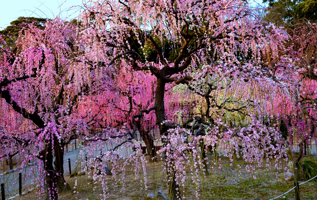 結城神社しだれ梅　Ⅰ