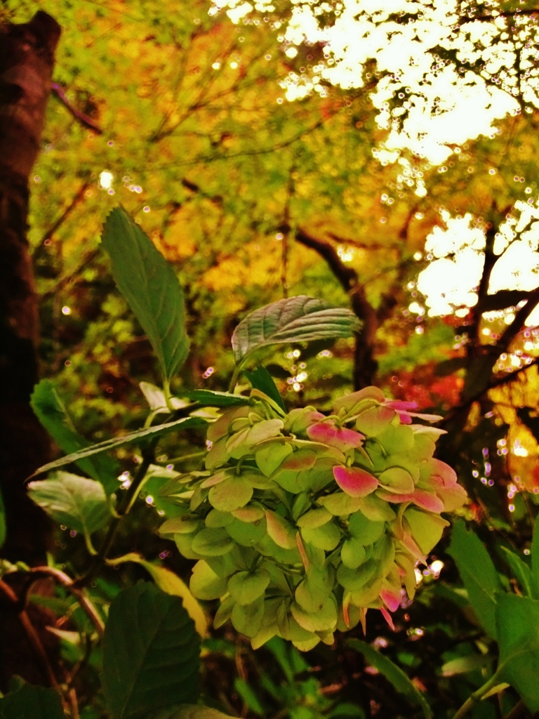 秋色に紅指す紫陽花