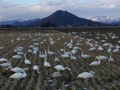 i湖北の白鳥