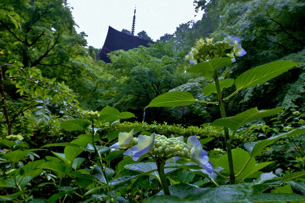 梅雨花の三重塔