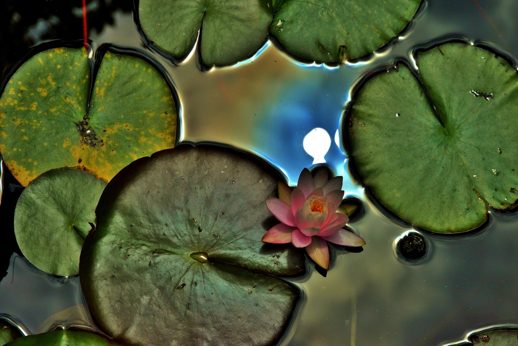 水面の一花