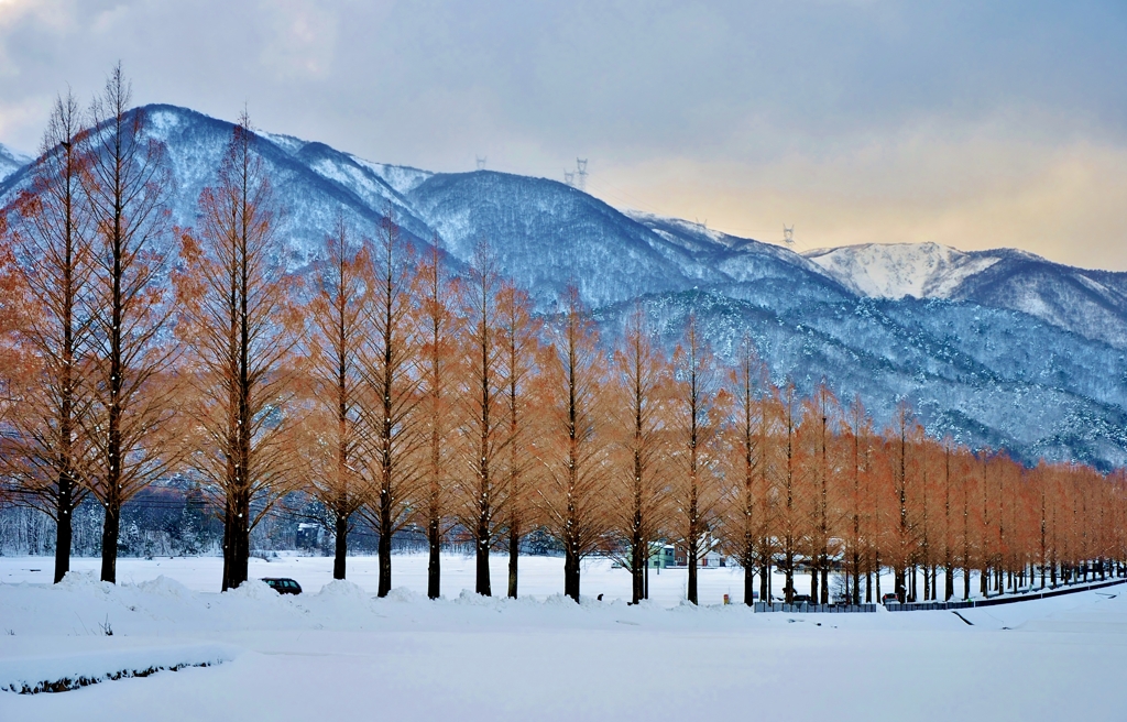 冬景色マキノメタセコイア並木