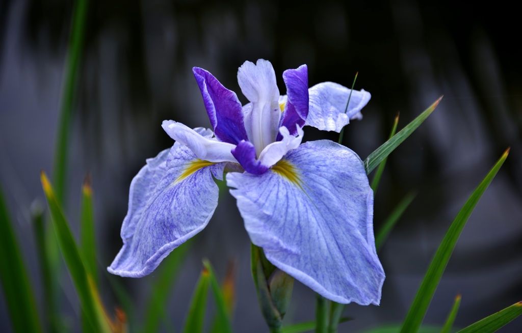 庄堺公園の菖蒲　やさしい心