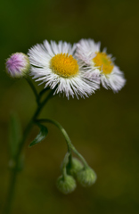 我が家の花　可愛い客花