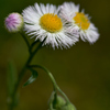 我が家の花　可愛い客花