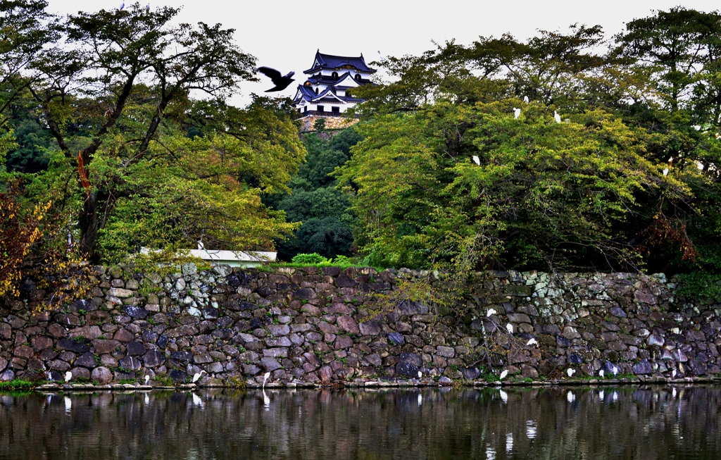 初秋の彦根城