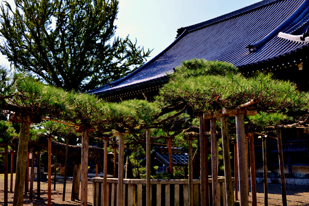 蓮如上人お手植えの松（福田寺・長沢御坊）