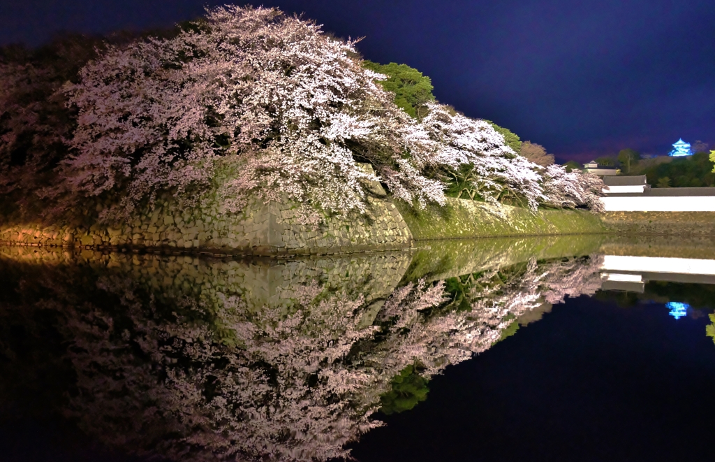 濠端ナイト桜