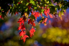 autumn colors ,maple