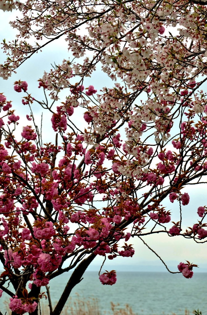 紅白桜合戦