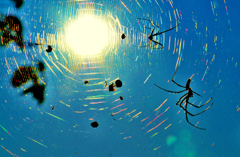 Nest of spider rotation