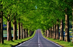 新緑のマキノメタセコイア並木道　Ⅵ