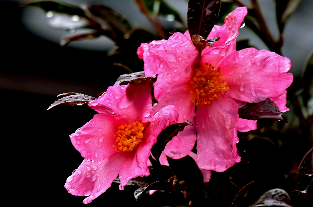 雨の山茶花