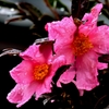 雨の山茶花