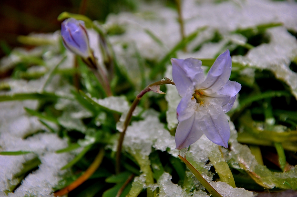 我が家の春雪花　Ⅴ