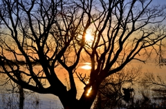 樹影の夕日