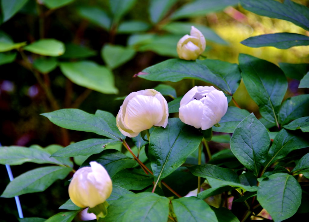 ヤマシャクヤク