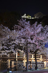 彦根城の夜桜 (2)