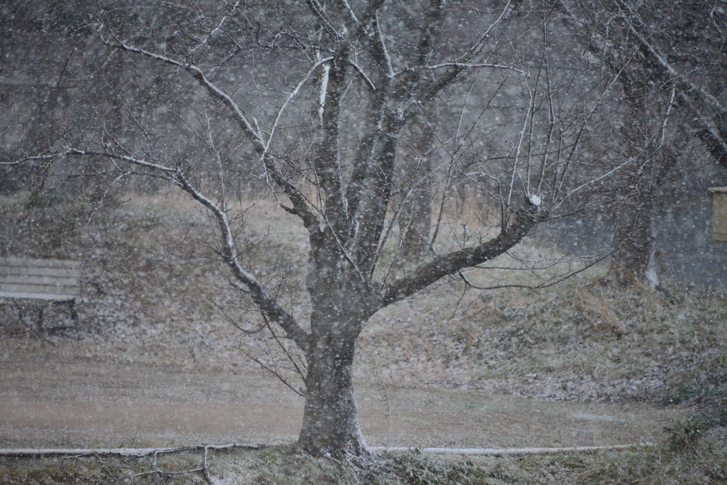 粉雪