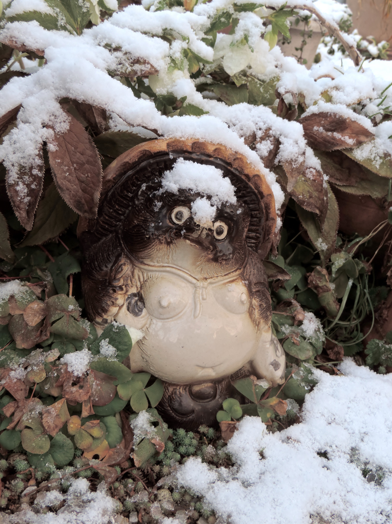 狸の雪化粧